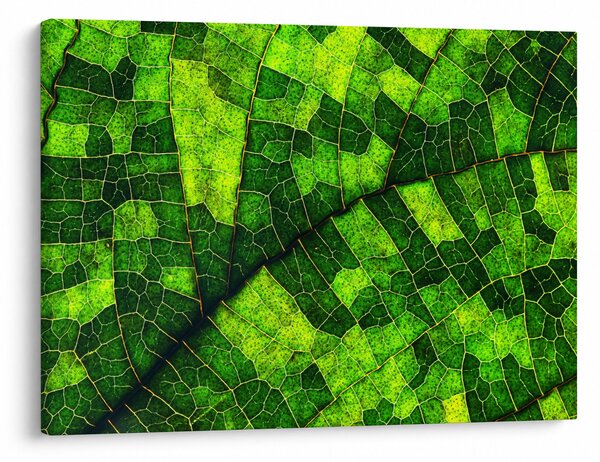 Obraz - Detal liścia (70x50 cm)