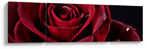 Obraz - Czerwona róża (170x50 cm)