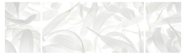 Obraz - Płatki (170x50 cm)