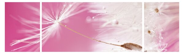 Obraz - Makro kwiat (170x50 cm)