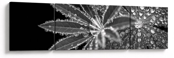 Obraz - Liście z kroplami (170x50 cm)