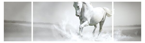 Obraz - Biały koń (170x50 cm)