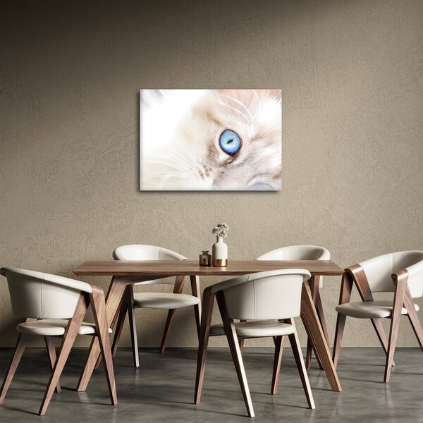 Obraz - Kotek (70x50 cm)