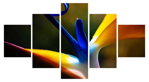 Obraz - Egzotyczny kwiat (125x70 cm)