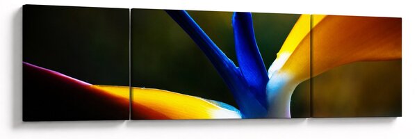 Obraz - Egzotyczny kwiat (170x50 cm)