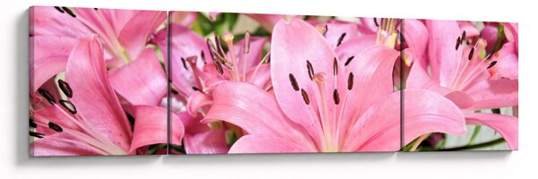 Obraz - Różowe lilie (170x50 cm)