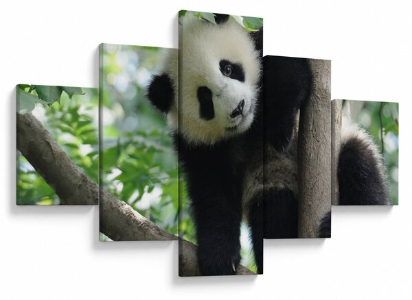 Obraz - Panda na drzewie (125x70 cm)