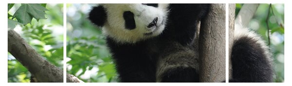 Obraz - Panda na drzewie (170x50 cm)