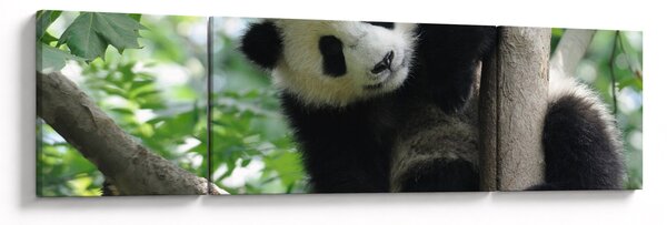 Obraz - Panda na drzewie (170x50 cm)