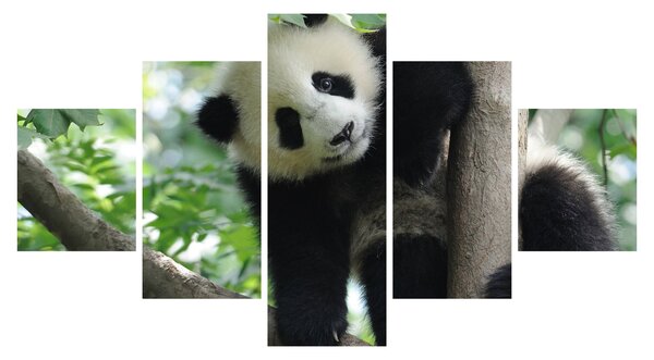 Obraz - Panda na drzewie (125x70 cm)