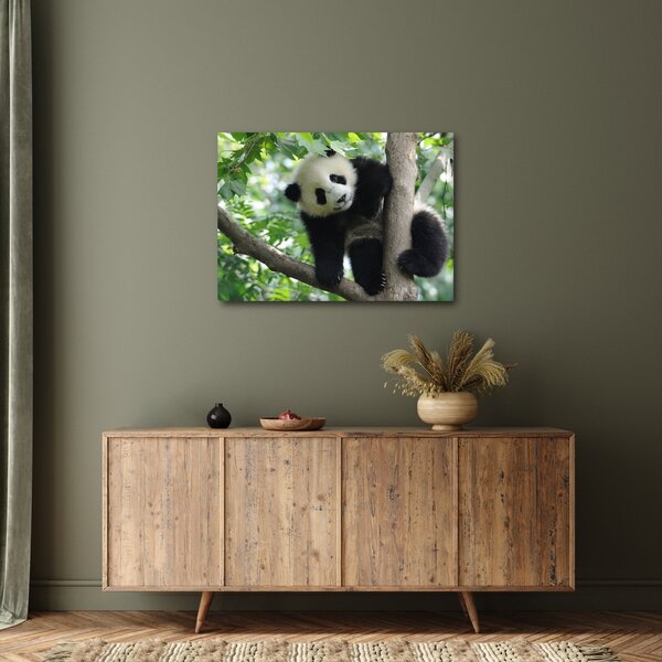 Obraz - Panda na drzewie (70x50 cm)