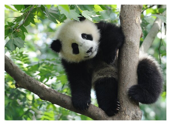 Obraz - Panda na drzewie (70x50 cm)