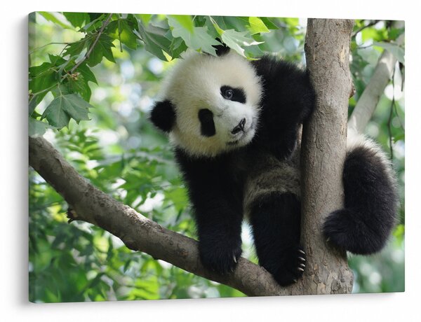 Obraz - Panda na drzewie (70x50 cm)