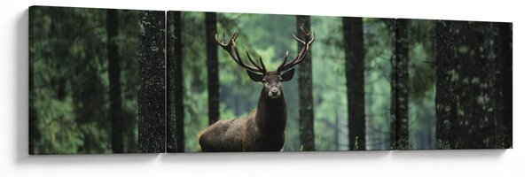 Obraz - Jeleń w głebokim lesie (170x50 cm)