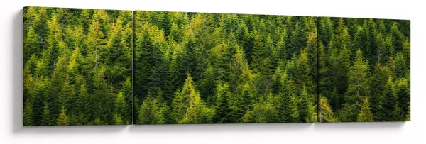 Obraz - Gęsty las (170x50 cm)