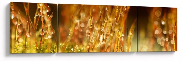 Obraz - Szczegół rosy (170x50 cm)