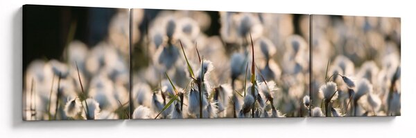 Obraz - Biała wełnianka (170x50 cm)