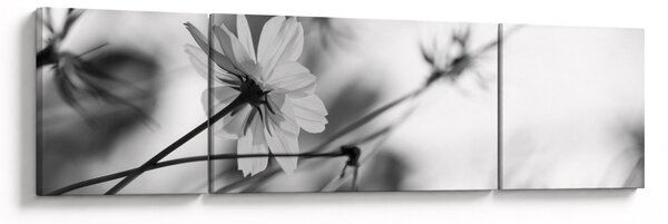 Obraz - Czarno - białe kwiaty (170x50 cm)