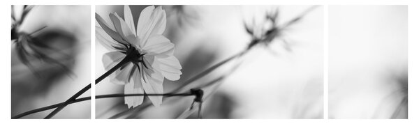 Obraz - Czarno - białe kwiaty (170x50 cm)