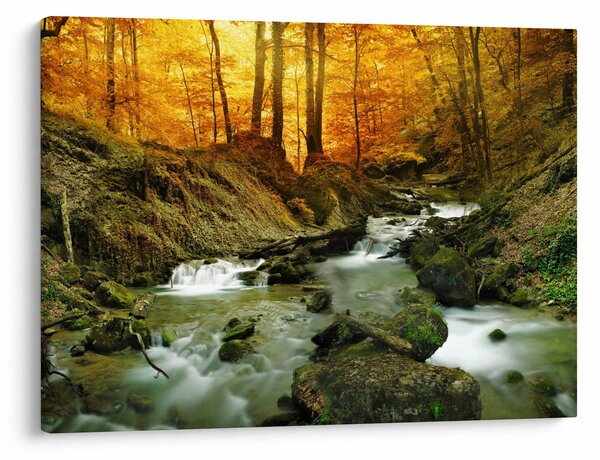 Obraz - Las (70x50 cm)