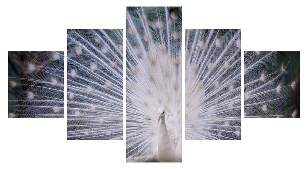 Obraz - Biały paw (125x70 cm)