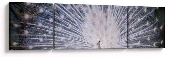 Obraz - Biały paw (170x50 cm)