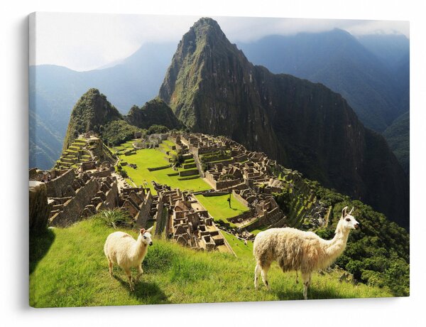Obraz - Lamy na Machu Picchu (70x50 cm)
