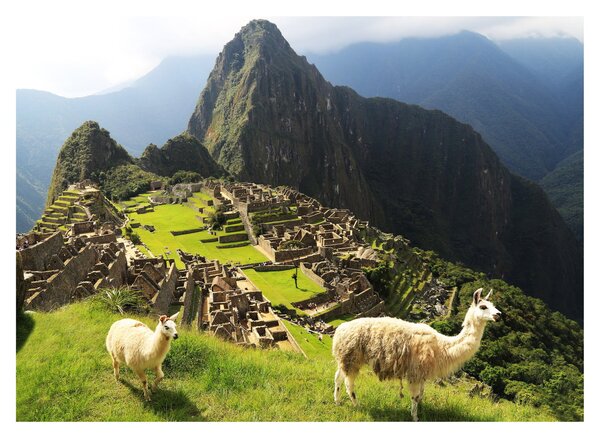 Obraz - Lamy na Machu Picchu (70x50 cm)