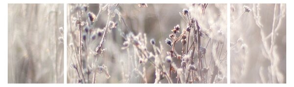 Obraz - Roślina (170x50 cm)