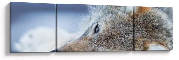 Obraz - Wilk (170x50 cm)