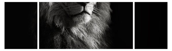 Obraz - Lew (170x50 cm)