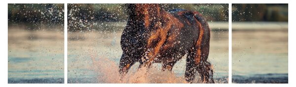 Obraz - Biegnący koń (170x50 cm)