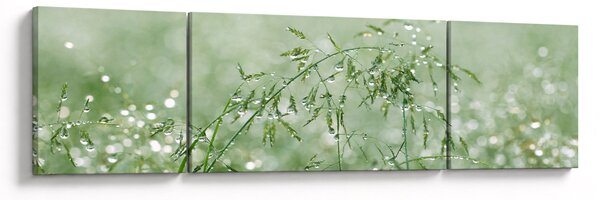 Obraz - Rosa na trawie (170x50 cm)