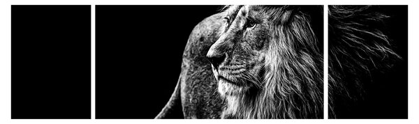 Obraz - Lew (170x50 cm)
