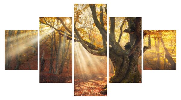 Obraz - Jesienny świt (125x70 cm)