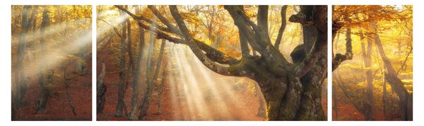 Obraz - Jesienny świt (170x50 cm)