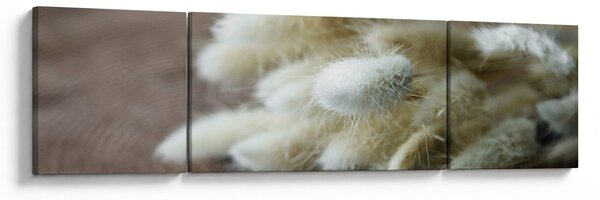 Obraz - Zajęczy ogonek (170x50 cm)