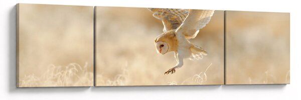 Obraz - Sowa (170x50 cm)