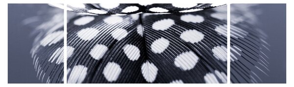 Obraz - Piórko (170x50 cm)