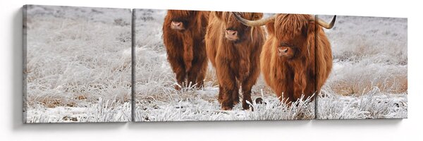 Obraz - Szkockie krowy (170x50 cm)