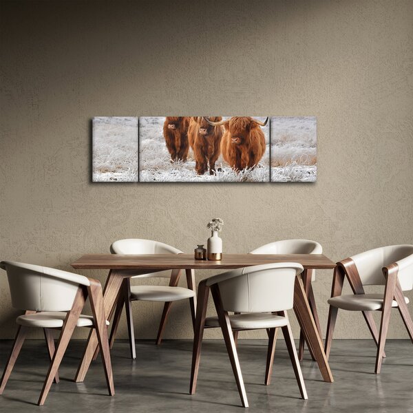 Obraz - Szkockie krowy (170x50 cm)