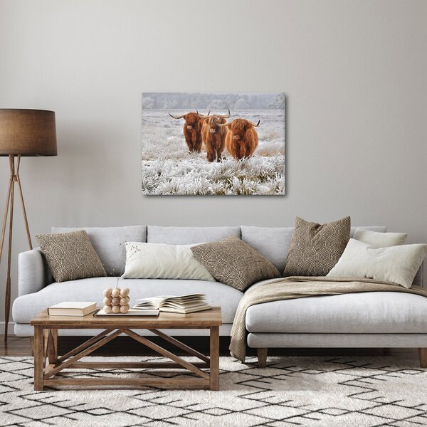 Obraz - Szkockie krowy (70x50 cm)