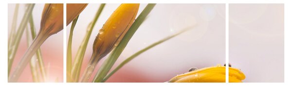 Obraz - Wiosenne kwiaty (170x50 cm)