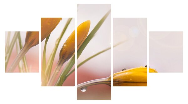 Obraz - Wiosenne kwiaty (125x70 cm)