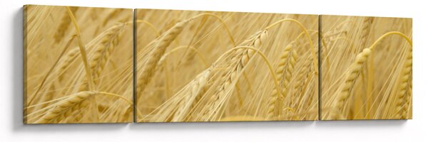 Obraz - Jęczmień (170x50 cm)