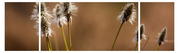 Obraz - Trawa (170x50 cm)