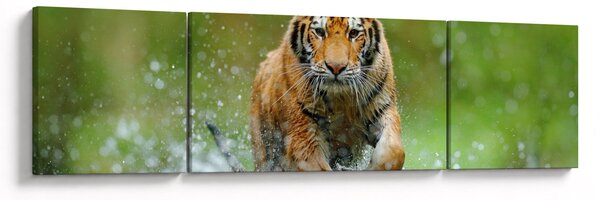 Obraz - Biegnący tygrys (170x50 cm)