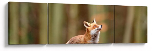 Obraz - Lis (170x50 cm)