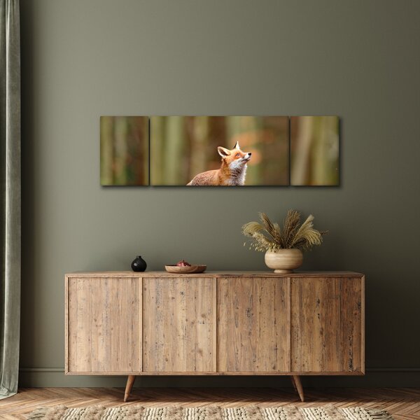 Obraz - Lis (170x50 cm)