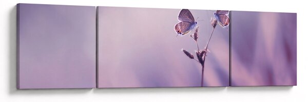 Obraz - Fioletowe motyle (170x50 cm)